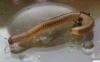 Cylindroiulus punctatus